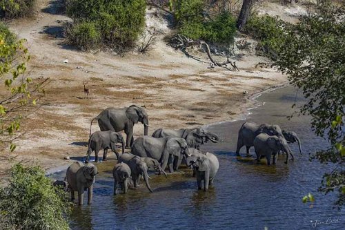 Elephant herd in the Chobe river